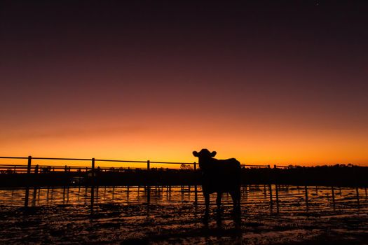 Schattenbild eines Kalbs bei Sonnenuntergang auf einer Milchfarm, Victoria, Australien