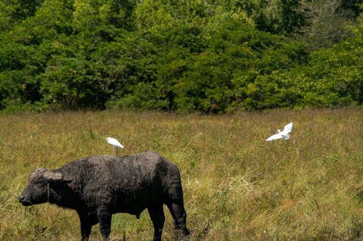 Bird Life of Kakadu National Park White Egret sitting on cows, Yellow Waters, billabong, Kakadu National Park, Northern Territory