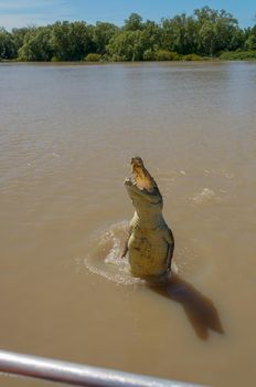 Jumping saltwater crocodile in Kakadu National Park in Australia's