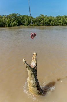 Jumping saltwater crocodile in Kakadu National Park in Australia's