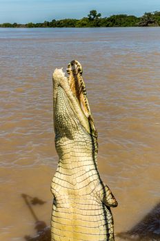 Jumping saltwater crocodile in Kakadu National Park in Australia's