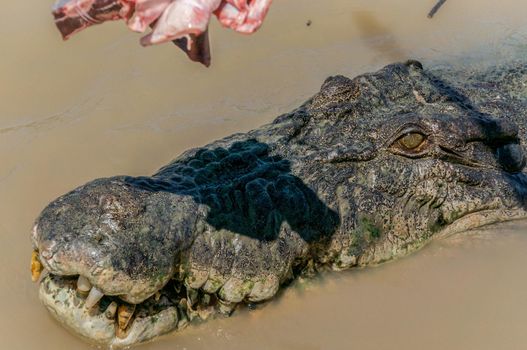 Jumping saltwater crocodile in Kakadu National Park in Australia's