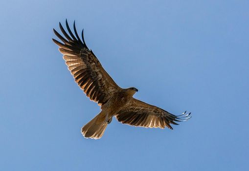 An adult red-tailed buzzard flies into the sun on a bright blue sky day in Australia