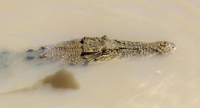 Jumping saltwater crocodile in Kakadu National Park in Australia's