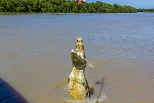 Jumping saltwater crocodile in Kakadu National Park in Australia's