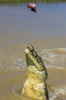 Jumping saltwater crocodile in Kakadu National Park in Australia's