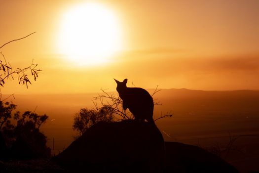 Silhouette of a kangaroo on a rock with a beautiful sunset in the background. The animal looks towards the camera. This picture was taken on a hill. Queensland, Australia