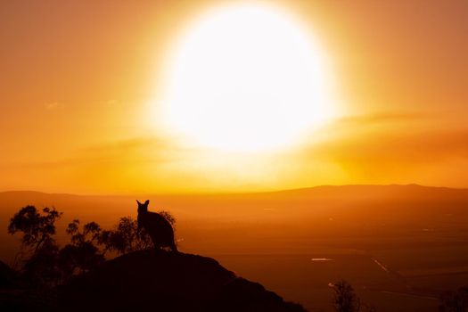 Silhouette of a kangaroo on a rock with a beautiful sunset in the background. The animal looks towards the camera. This picture was taken on a hill. Queensland, Australia