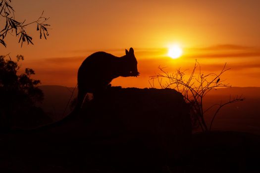 Silhouette of a kangaroo on a rock with a beautiful sunset in the background. The animal looks towards the camera. This picture was taken on a hill. Queensland, Australia