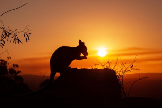 Silhouette of a kangaroo on a rock with a beautiful sunset in the background. The animal looks towards the camera. This picture was taken on a hill. Queensland, Australia