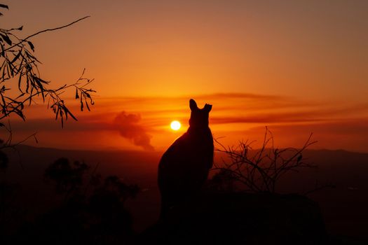 Silhouette of a kangaroo on a rock with a beautiful sunset in the background. The animal looks towards the camera. This picture was taken on a hill. Queensland, Australia