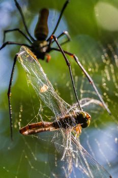 Ein großer nördlicher Goldkugelweber oder eine riesige Goldkugelweberspinne Nephila pilipes, die typischerweise in Asien und Australien vorkommt. Es ist eine Spinnenart, die dafür bekannt ist, komplizierte und schöne Netze zu spinnen.