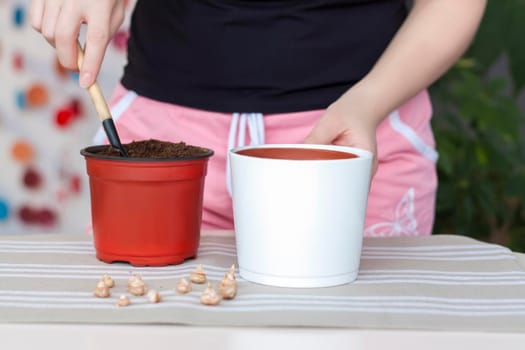 The girl plants flower bulbs in the ground in a pot. Plant flowers. Grows at home. Potted flowers.
