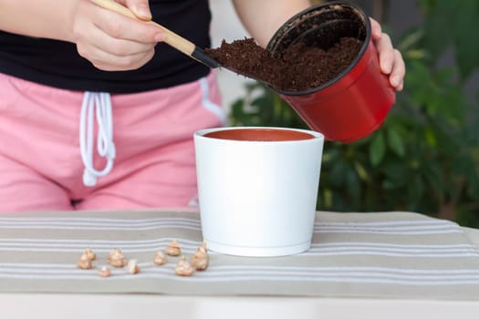 The girl plants flower bulbs in the ground in a pot. Plant flowers. Grows at home. Potted flowers.