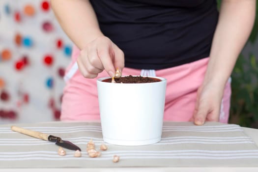 The girl plants flower bulbs in the ground in a pot. Plant flowers. Grows at home. Potted flowers.