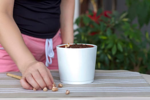 The girl plants flower bulbs in the ground in a pot. Plant flowers. Grows at home. Potted flowers.