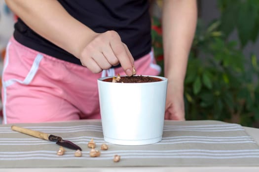 The girl plants flower bulbs in the ground in a pot. Plant flowers. Grows at home. Potted flowers. 