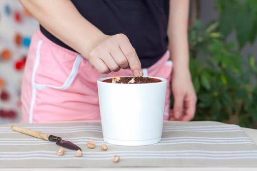 The girl plants flower bulbs in the ground in a pot. Plant flowers. Grows at home. Potted flowers. 