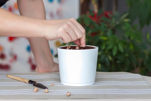 The girl plants flower bulbs in the ground in a pot. Plant flowers. Grows at home. Potted flowers.