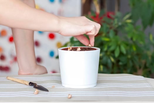 The girl plants flower bulbs in the ground in a pot. Plant flowers. Grows at home. Potted flowers.