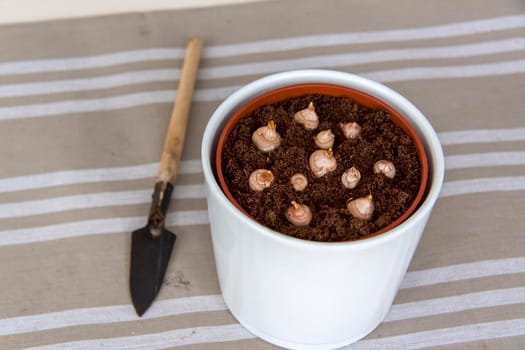 Freshly planted flower bulbs in the ground in a pot. Growing at home. Potted flowers.