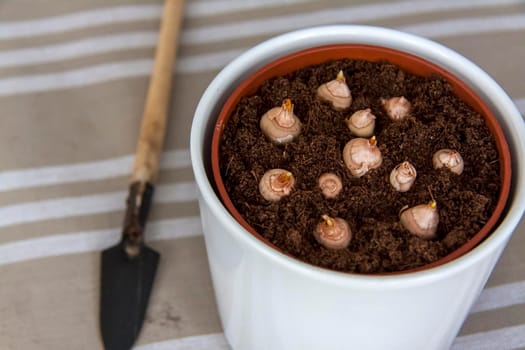 Freshly planted flower bulbs in the ground in a pot. Growing at home. Potted flowers.