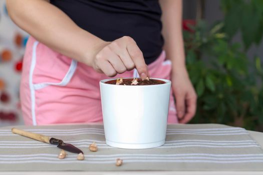 The girl plants flower bulbs in the ground in a pot. Plant flowers. Grows at home. Potted flowers. 