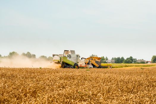 Two modern combine harvesters with grain header, wide chaff spreader cut and threshes ripe wheat grain . Wheat harvesting on field in summer season. Process of gathering crop by agricultural machinery