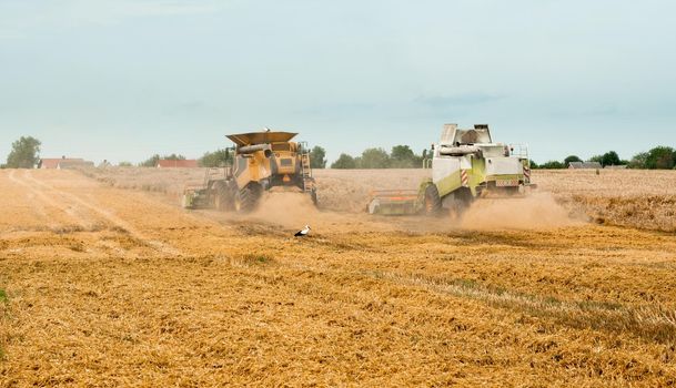 Two modern combine harvesters with grain header, wide chaff spreader cut and threshes ripe wheat grain . Wheat harvesting on field in summer season. Process of gathering crop by agricultural machinery