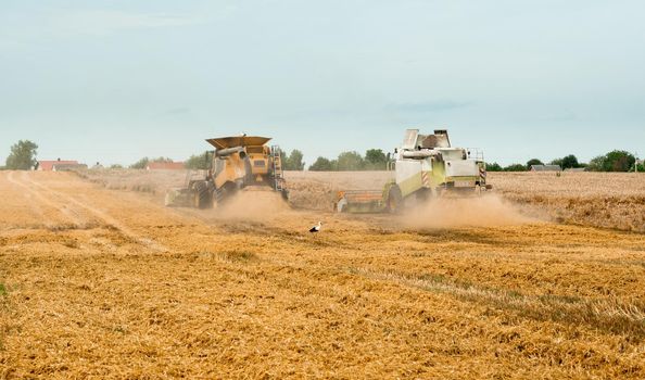 Two modern combine harvesters with grain header, wide chaff spreader cut and threshes ripe wheat grain . Wheat harvesting on field in summer season. Process of gathering crop by agricultural machinery