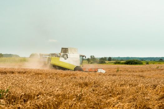 Combine harvesters with grain header, wide chaff spreader reaping cereal ears. Rotary straw walker cut and threshes ripe wheat grain. Gathering crop by agricultural machinery on field on summer season