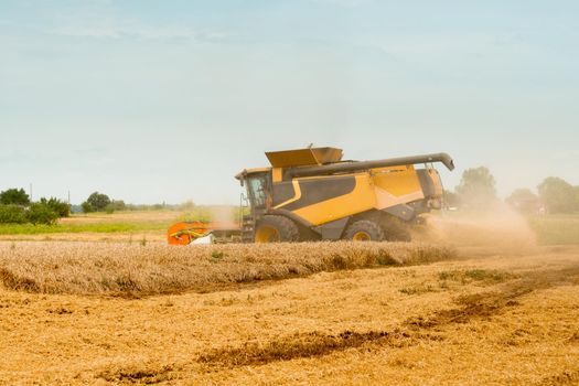 Wide chaff spreading by combine harvester with rotor separation. Wheat harvesting on field in summer season. Process of gathering crop by agricultural machinery: cuts and threshes ripe wheat grain