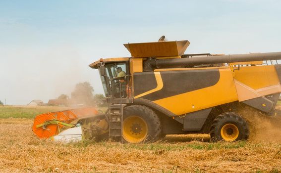 Man in combine harvesters with grain header, wide chaff spreader reaping cereal ears. Rotary straw walker cut and threshes ripe wheat grain. Gathering crop by agricultural machinery on field in summer