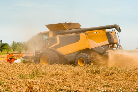 Combine harvesters with grain header, wide chaff spreader reaping cereal ears. Rotary straw walker cut and threshes ripe wheat grain. Gathering crop by agricultural machinery on field on summer season