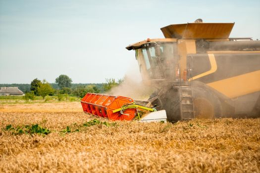 Combine harvesters with grain header, wide chaff spreader reaping cereal ears. Rotary straw walker cut and threshes ripe wheat grain. Gathering crop by agricultural machinery on field on summer season