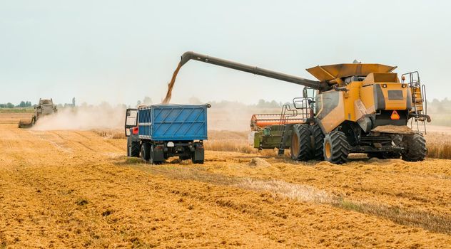 Combine harvesters cuts and threshes ripe wheat grain. Unloading grains into truck by unloading auger. Wheat harvesting on field in summer season. Process of gathering crop by agricultural machinery
