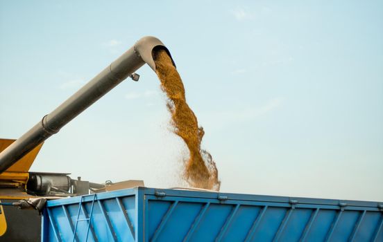 Ripe wheat grain falling from combine auger into cart. Unloading grains into truck by unloading auger. Wheat harvesting on field in summer season. Process of gathering crop by agricultural machinery