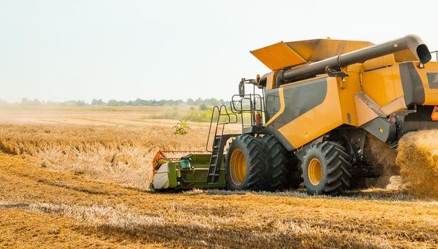 Combine harvesters with grain header, wide chaff spreader reaping cereal ears. Rotary straw walker cut and threshes ripe wheat grain. Gathering crop by agricultural machinery on field on summer season