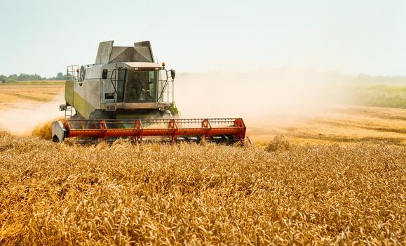 Combine harvesters with grain header, wide chaff spreader reaping cereal ears. Rotary straw walker cut and threshes ripe wheat grain. Gathering crop by agricultural machinery on field on summer season
