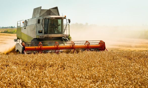 Man in combine harvesters with grain header, wide chaff spreader reaping cereal ears. Rotary straw walker cut and threshes ripe wheat grain. Gathering crop by agricultural machinery on field in summer