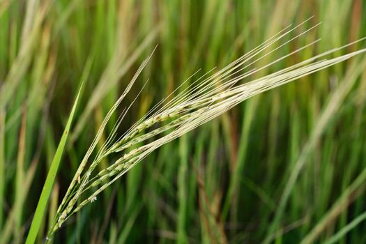 Rice flowering in the fields at morning.