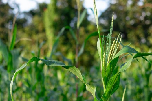 Corn flowers in garden. Young corn field at agriculture farm.