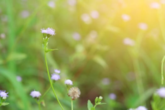 Grass flower with blur nature background.