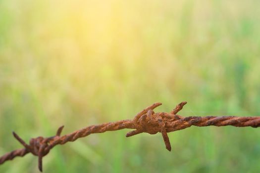 Barbed wire fencing with nature background.