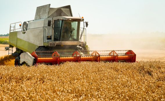 Man in combine harvesters with grain header, wide chaff spreader reaping cereal ears. Rotary straw walker cut and threshes ripe wheat grain. Gathering crop by agricultural machinery on field in summer