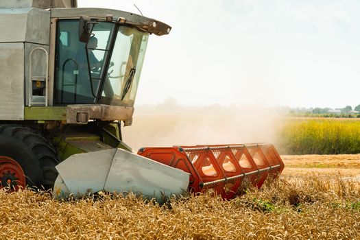 Man in combine harvesters with grain header, wide chaff spreader reaping cereal ears. Rotary straw walker cut and threshes ripe wheat grain. Gathering crop by agricultural machinery on field in summer