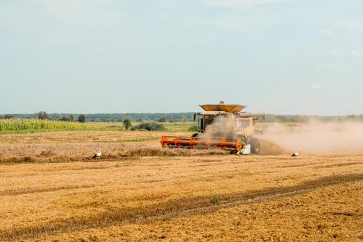 Combine harvesters with grain header, wide chaff spreader reaping cereal ears. Rotary straw walker cut and threshes ripe wheat grain. Gathering crop by agricultural machinery on field on summer season