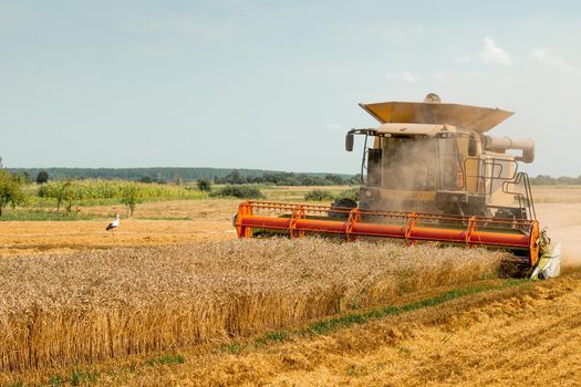 Combine harvesters with grain header, wide chaff spreader reaping cereal ears. Rotary straw walker cut and threshes ripe wheat grain. Gathering crop by agricultural machinery on field on summer season