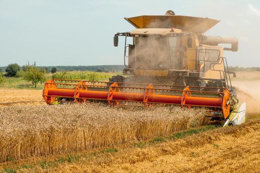 Combine harvesters with grain header, wide chaff spreader reaping cereal ears. Rotary straw walker cut and threshes ripe wheat grain. Gathering crop by agricultural machinery on field on summer season
