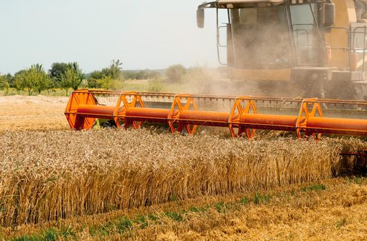 Platform grain header with thresher reel, cutter bar reaping cereal ears. Rotary straw walker combine harvester cuts and threshes ripe wheat grain. Gathering crop by agricultural machinery on field